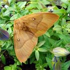 Eichenspinner (Lasiocampa quercus).