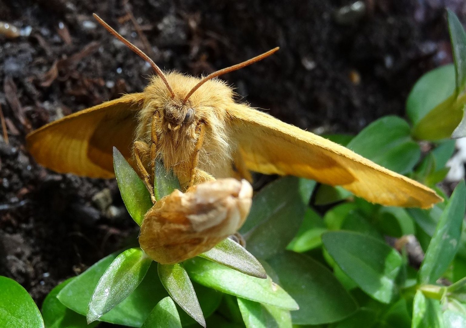 Eichenspinner (Lasiocampa quercus)