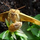 Eichenspinner (Lasiocampa quercus)