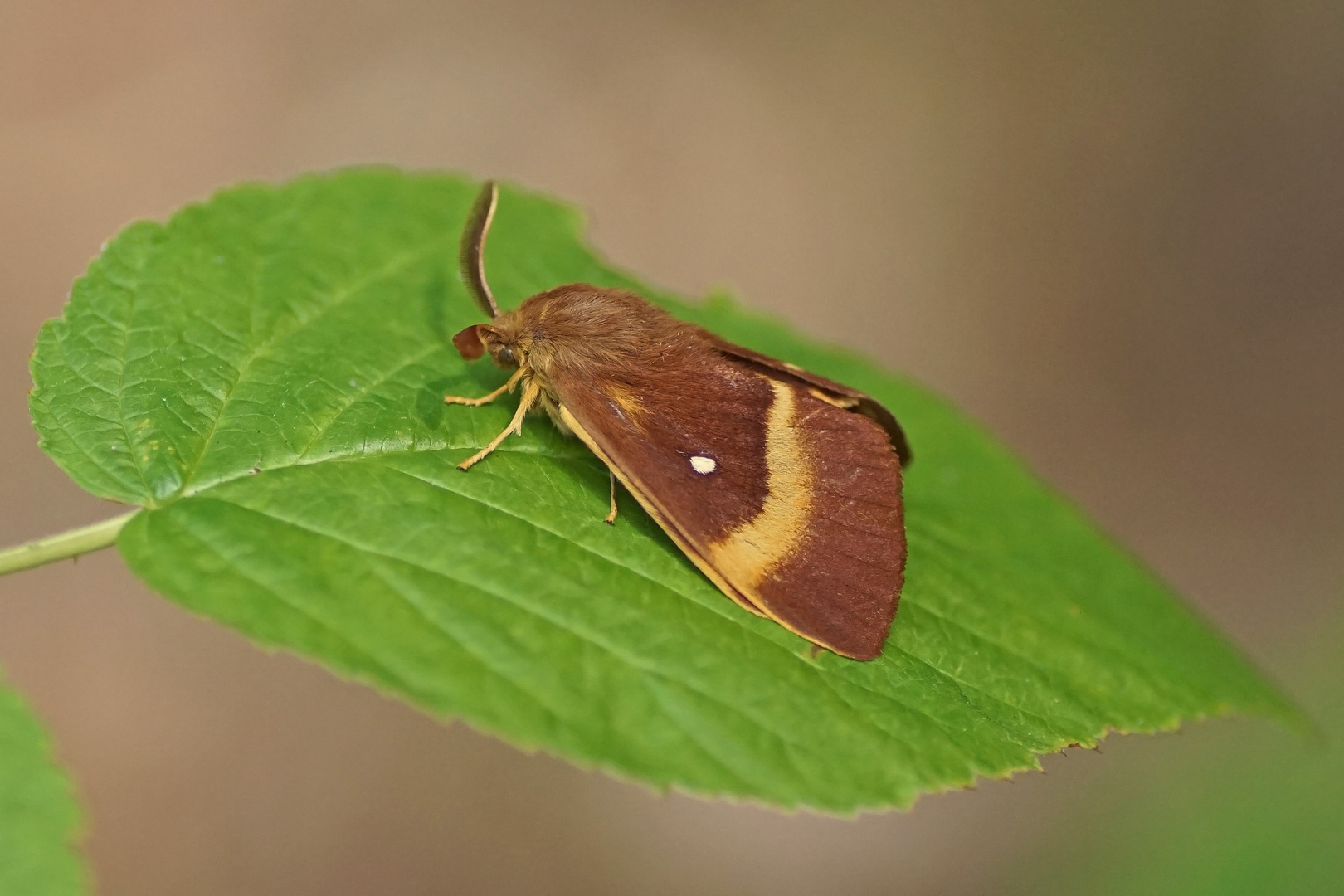 Eichenspinner (Lasiocampa quercus), Männchen