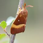 Eichenspinner (Lasiocampa quercus), Männchen