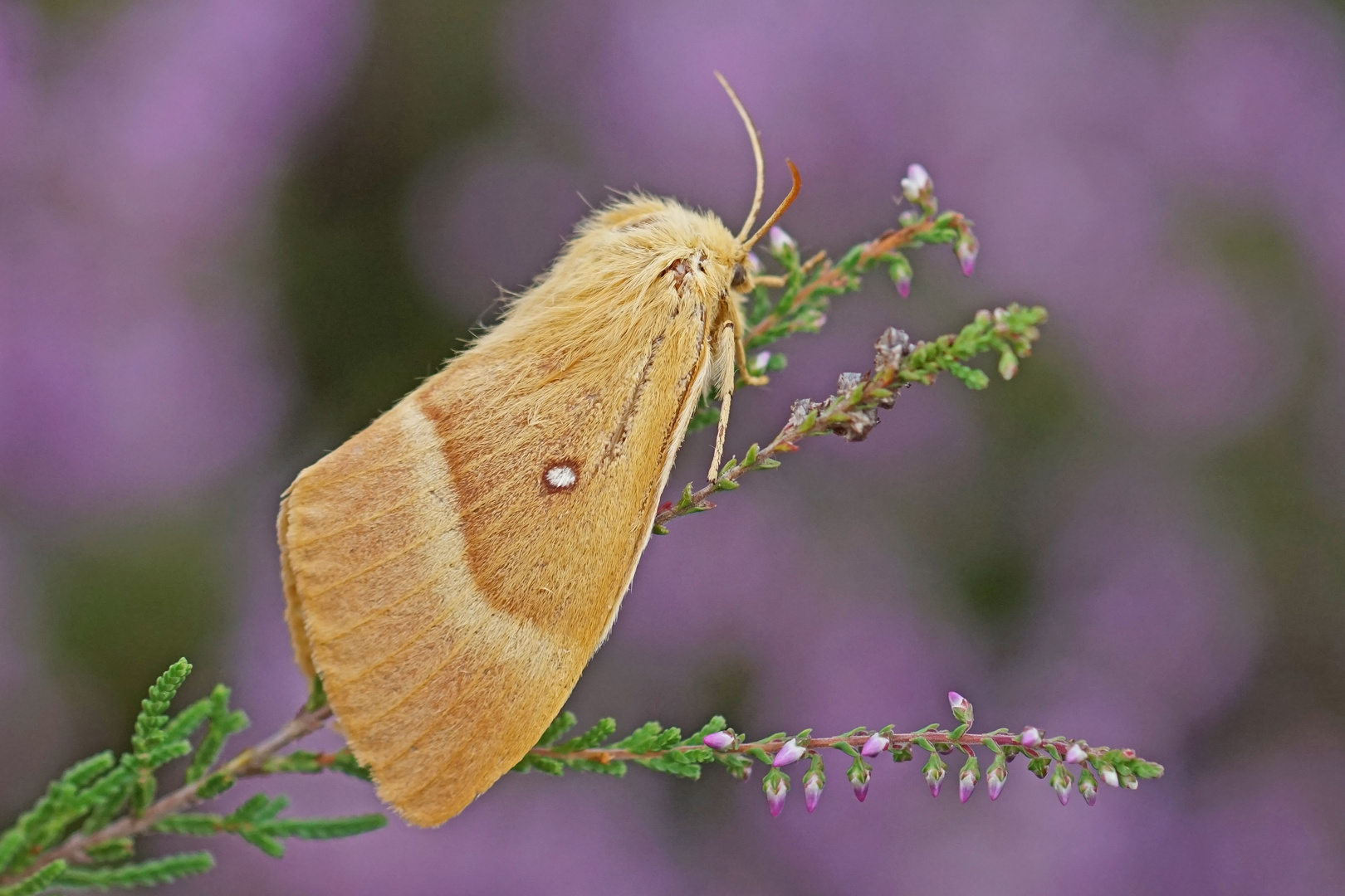 Eichenspinner (Lasiocampa quercus), Weibchen