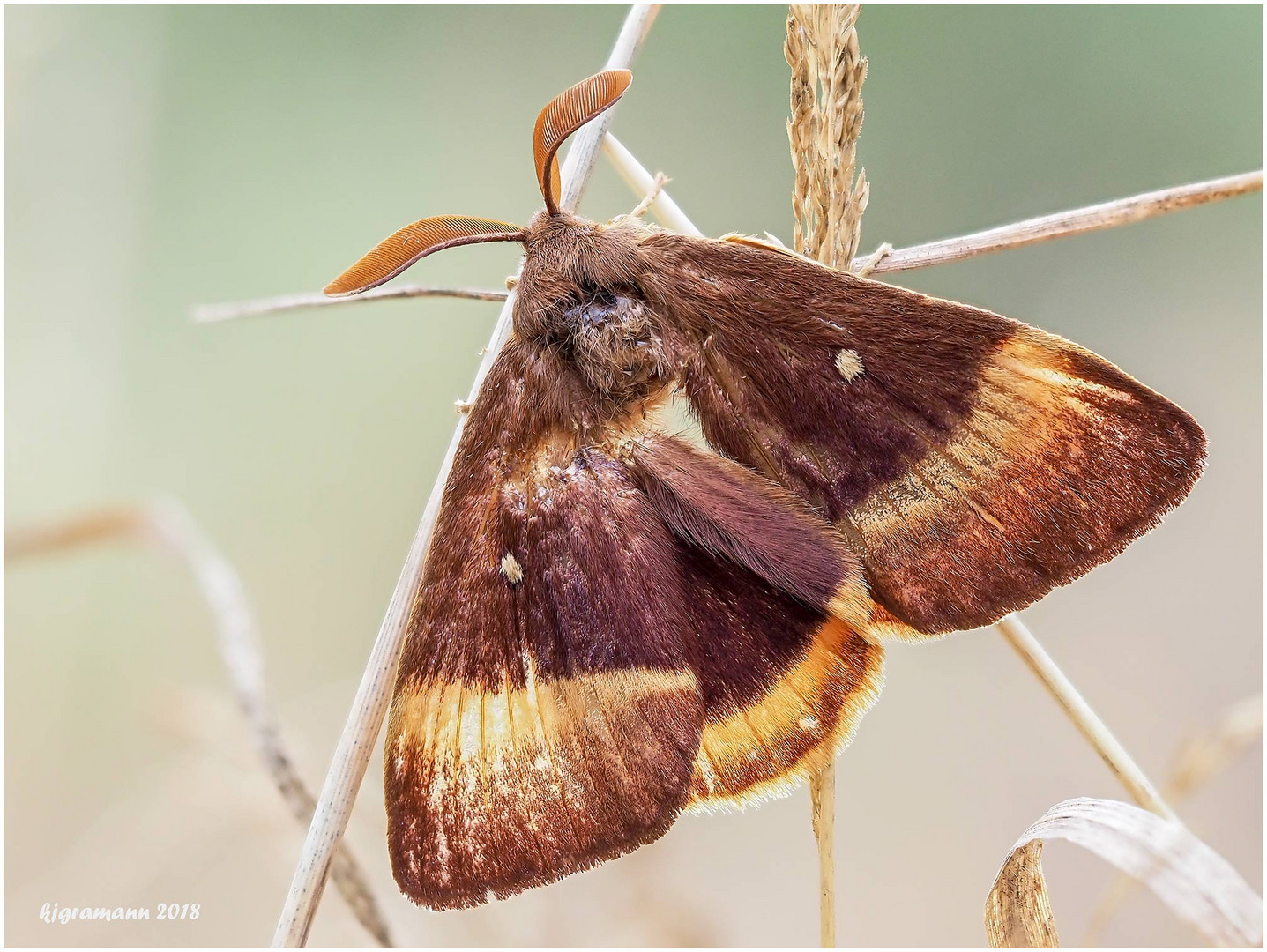 eichenspinner oder quittenvogel (lasiocampa quercus )......