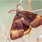 eichenspinner oder quittenvogel (lasiocampa quercus )......