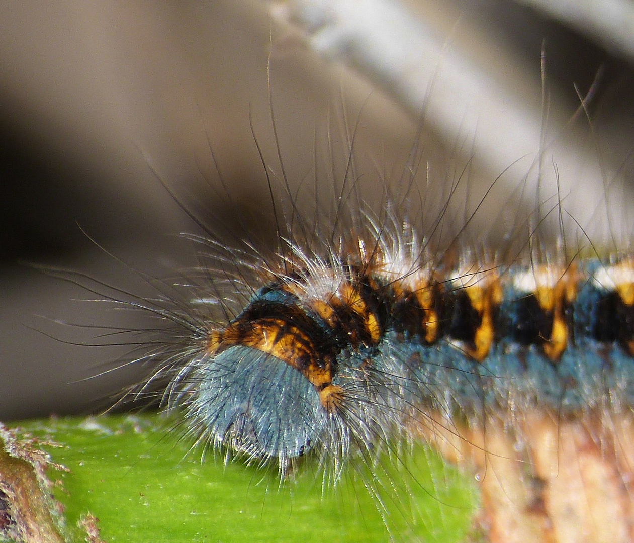 Eichenspinnerraupe (Lasiocampa quercus)