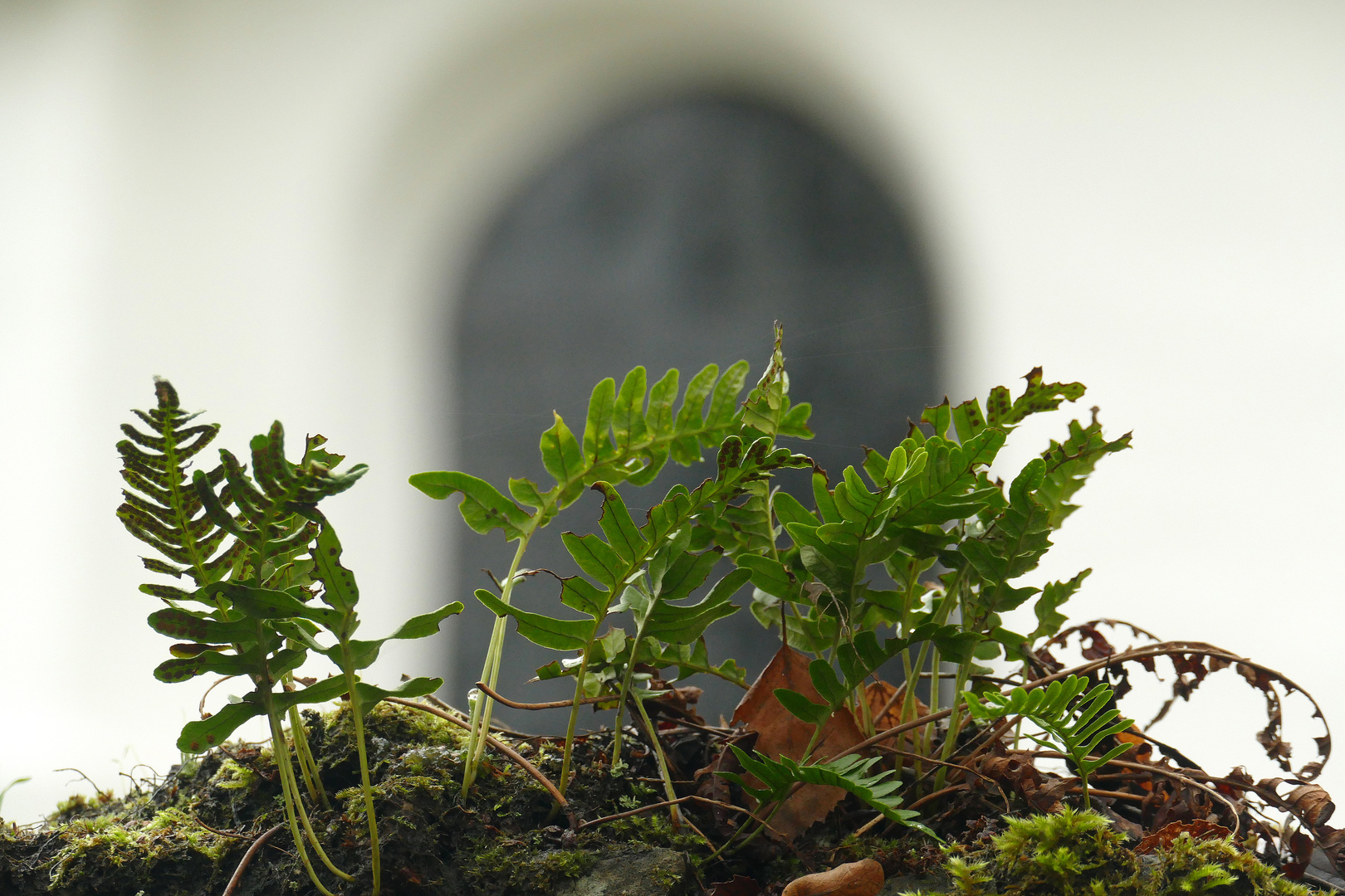 °°°° Eichentüpfelfarn auf der Kirchenmauer °°°°