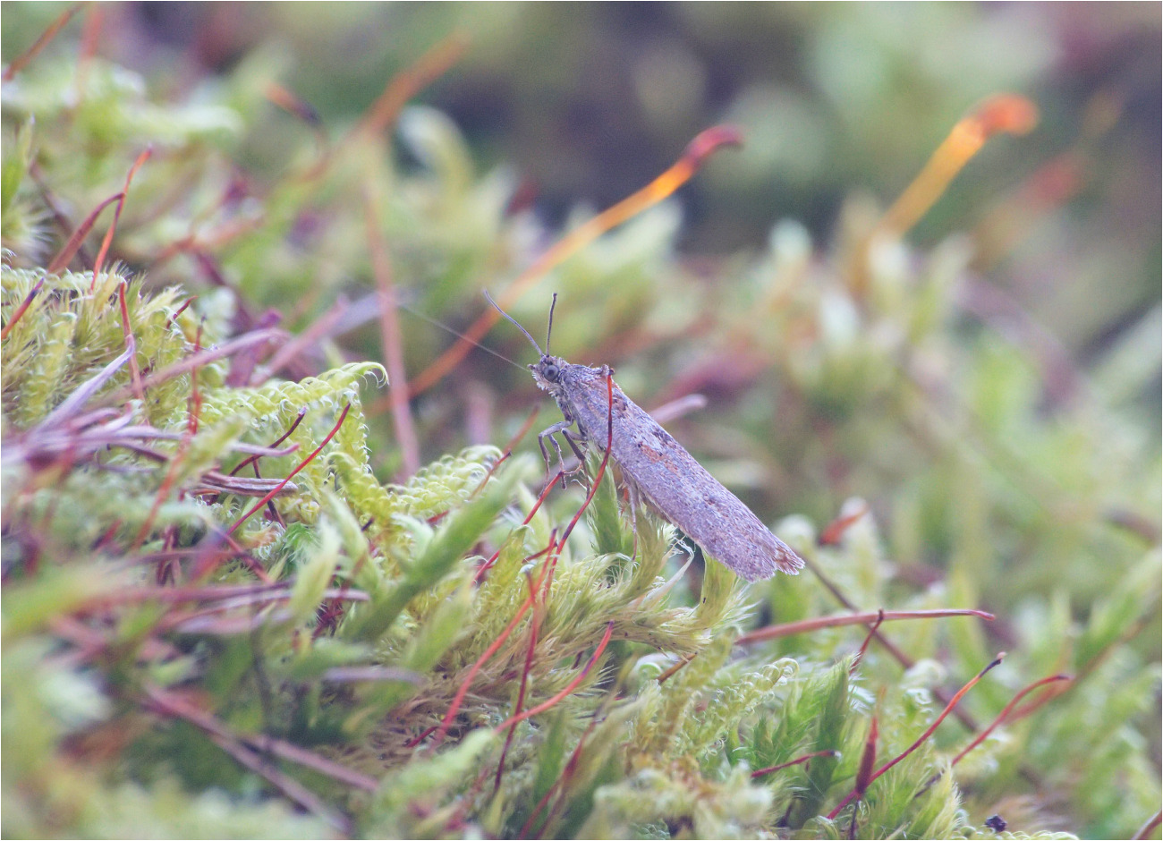 Eichenwald-Frühlingswickler (Tortricodes alternella)