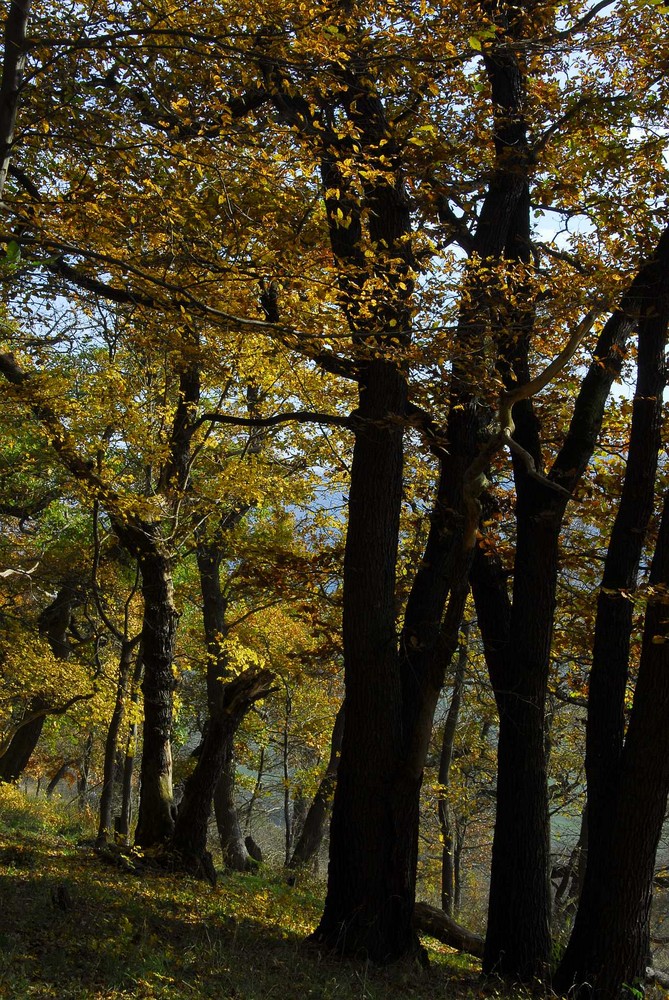 Eichenwald im Herbst