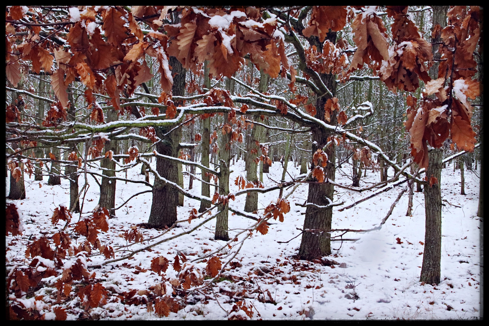 Eichenwald im Winter 