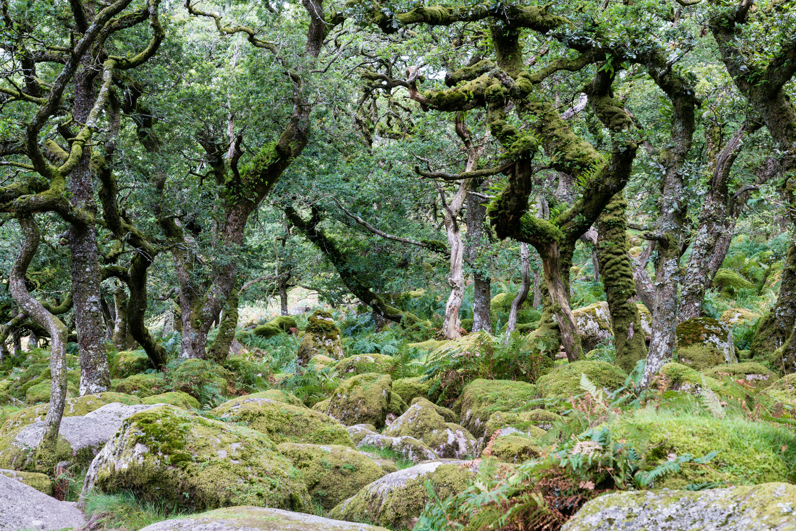 Eichenwald in Dartmoor, UK, Devon