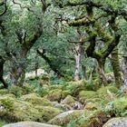 Eichenwald in Dartmoor, UK, Devon