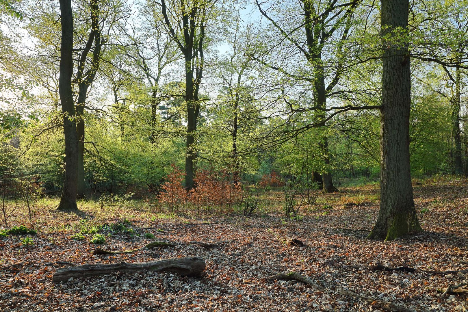 Eichenwald in der Wahner Heide