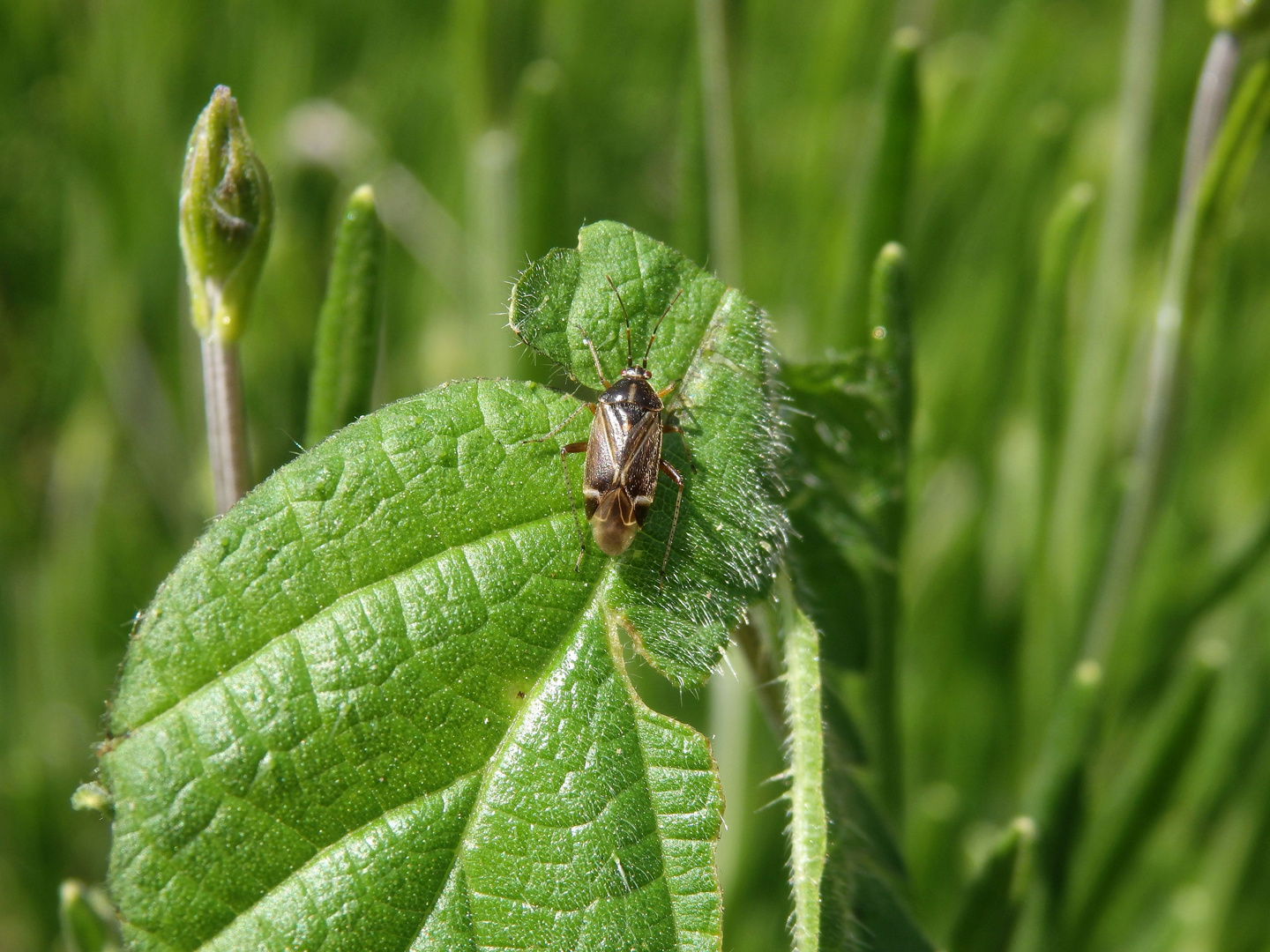 Eichenwanze (Harpocera thoracica)