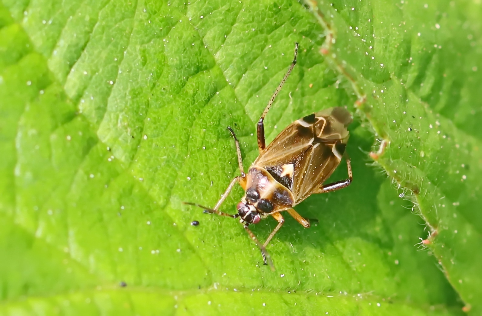 Eichenwanze (Harpocera thoracica)