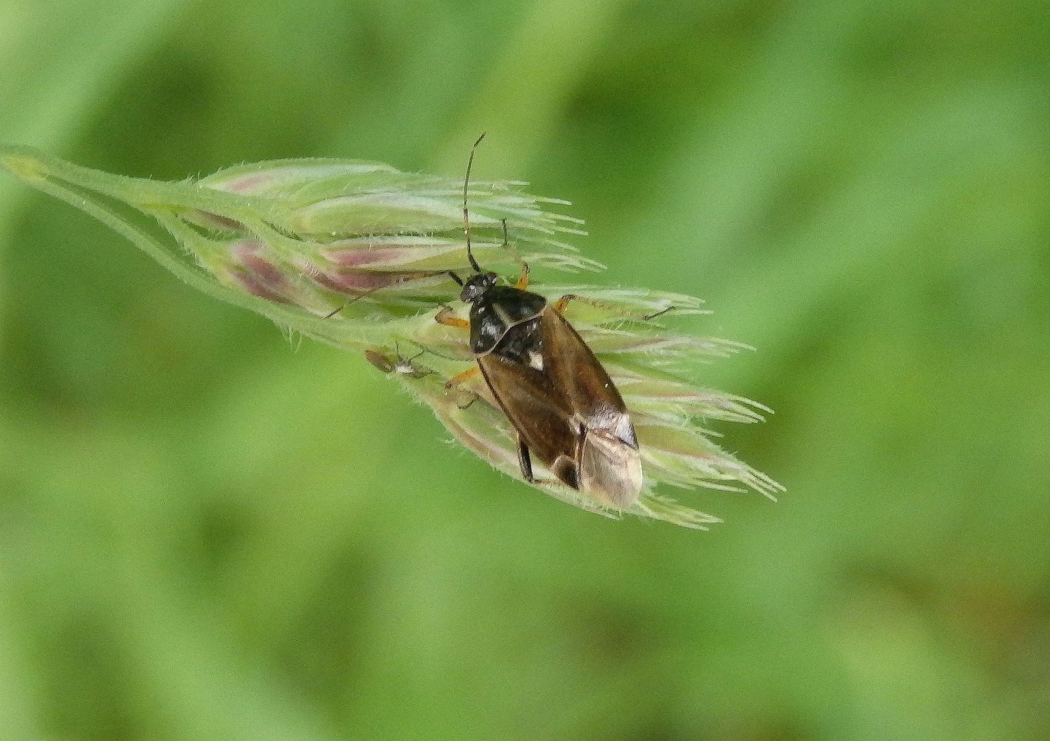 Eichenwanze (Harpocera thoracica)