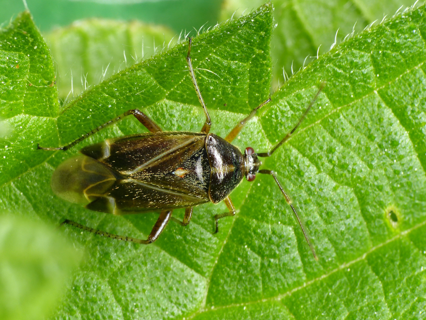 Eichenwanze (Harpocera thoracica)