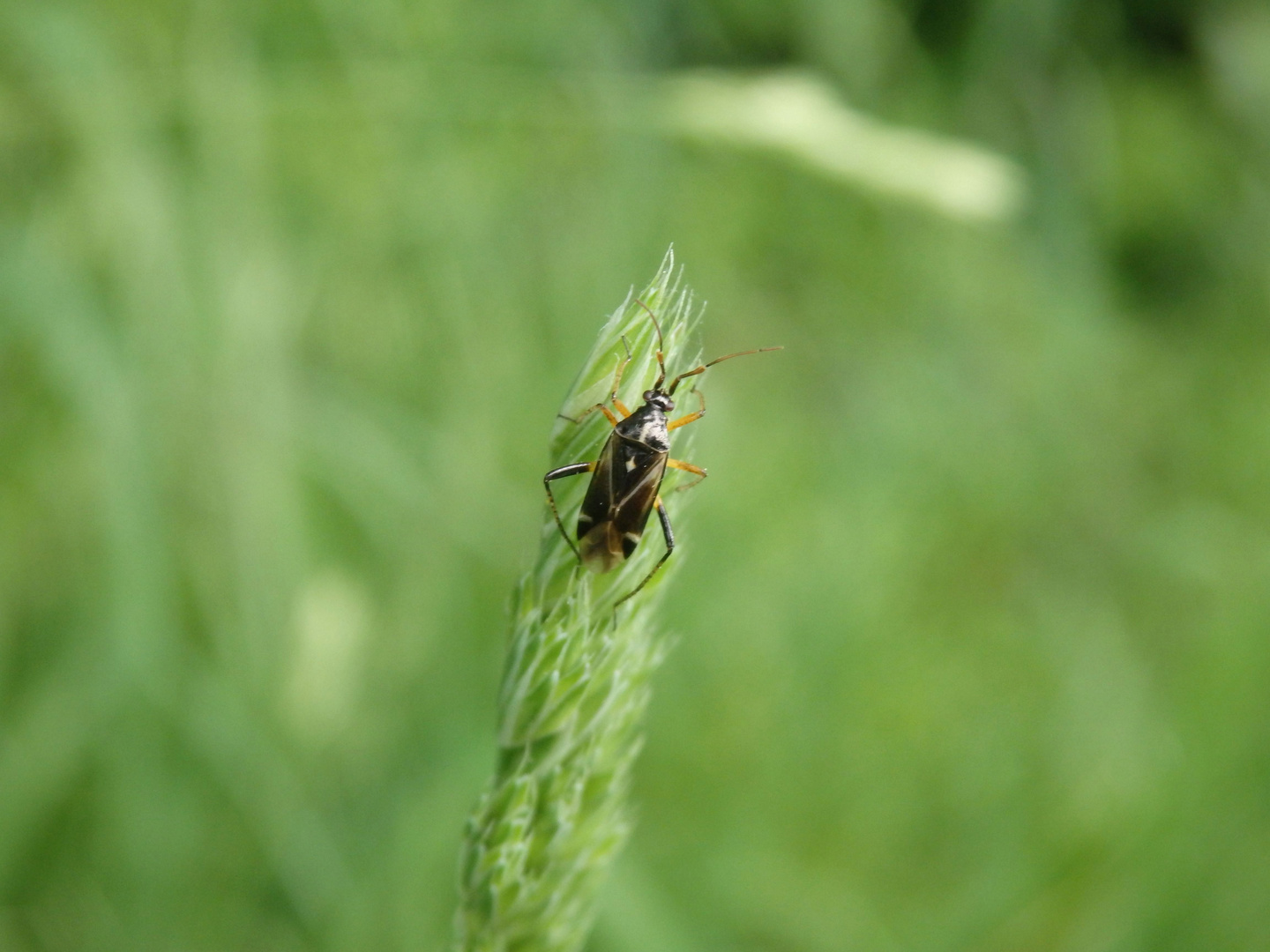 Eichenwanze (Harpocera thoracica)