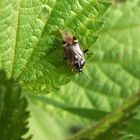 Eichenwanze (Harpocera thoracica) auf Großer Brennnessel