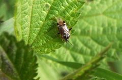 Eichenwanze (Harpocera thoracica) auf Großer Brennnessel