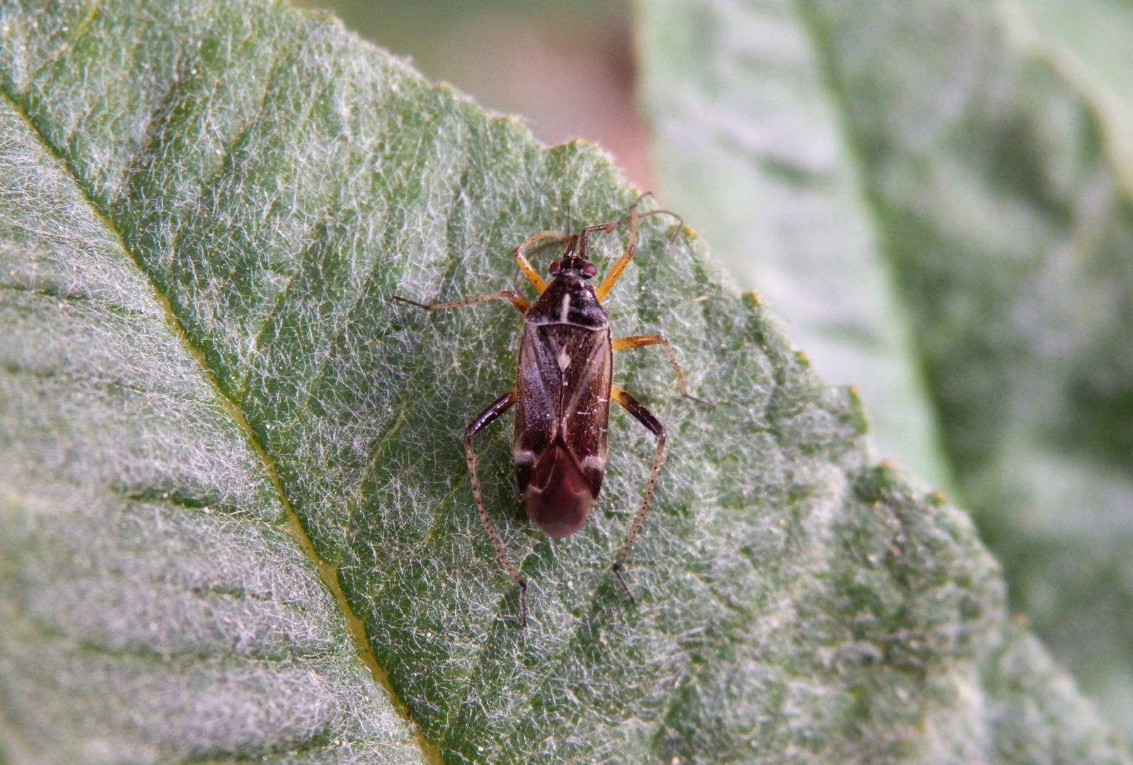 Eichenwanze (Harpocera thoracica)