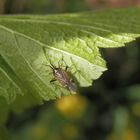 Eichenwanze (Harpocera thoracica) - Männchen