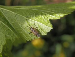 Eichenwanze (Harpocera thoracica) - Männchen