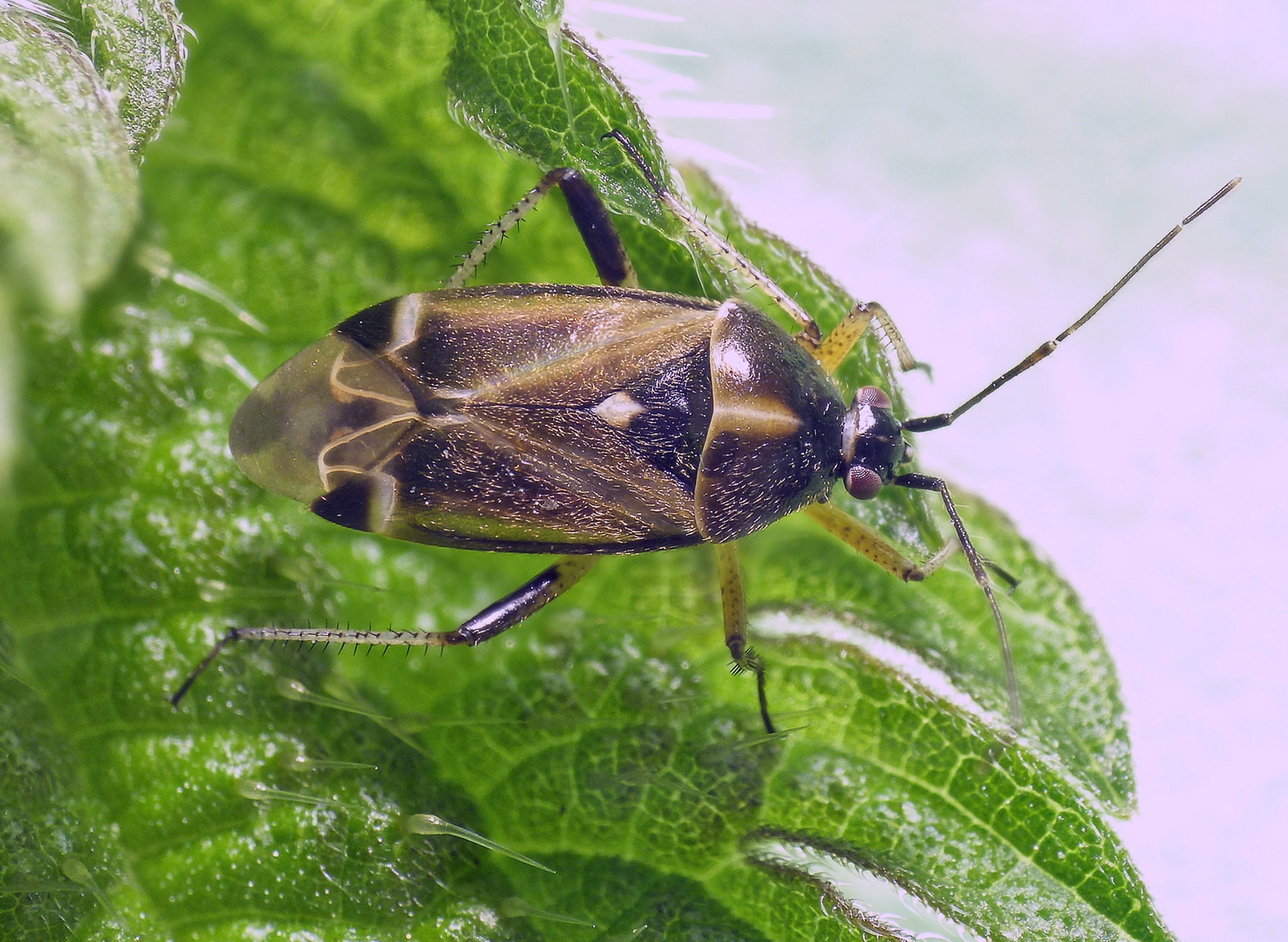 Eichenwanze (Harpocera thoracica) - Männchen