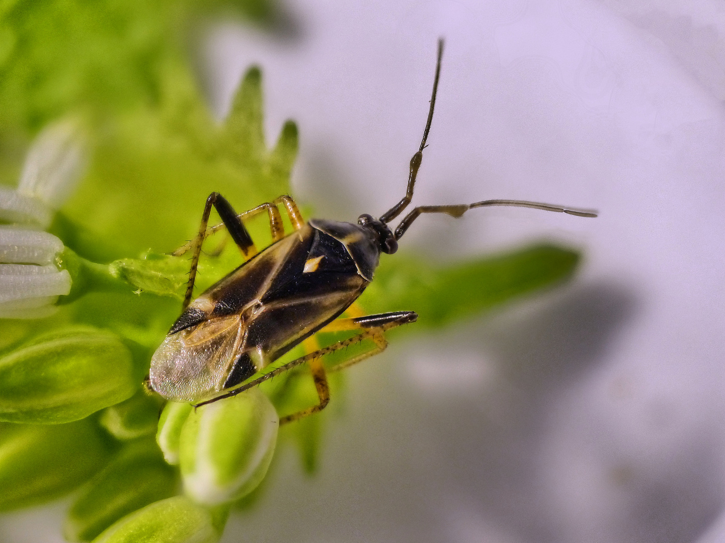 Eichenwanze (Harpocera thoracica) - Männchen