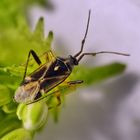 Eichenwanze (Harpocera thoracica) - Männchen