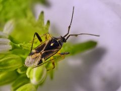 Eichenwanze (Harpocera thoracica) - Männchen