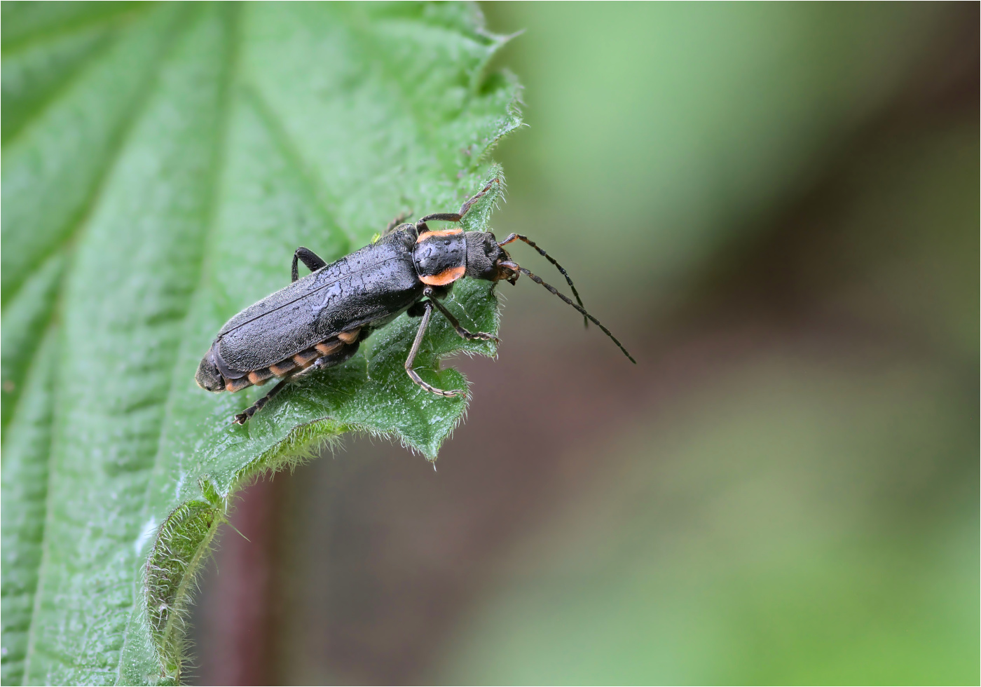 Eichenweichkäfer (Cantharis obscura)