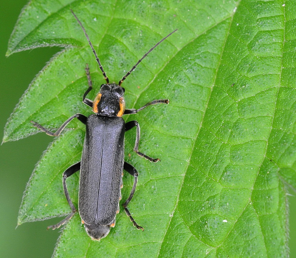 Eichenweichkäfer (Cantharis obscura )