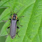 Eichenweichkäfer (Cantharis obscura )