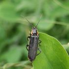 Eichenweichkäfer (Cantharis obscura)