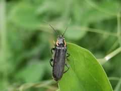 Eichenweichkäfer (Cantharis obscura)