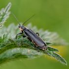 Eichenweichkäfer (Cantharis obscura) 