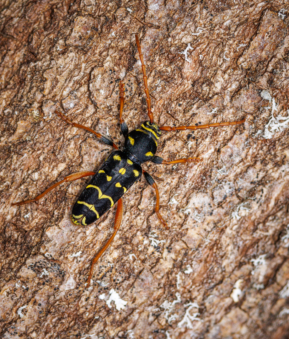 Eichenwidderbock (Plagionotus arcuatus)