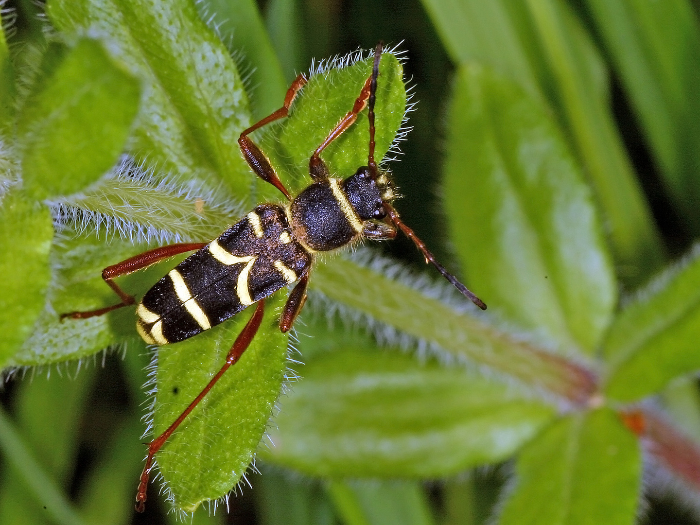 Eichenwidderbock, Wespenbock oder Eichenzierbock (Plagionotus arcuatus)....