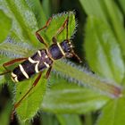 Eichenwidderbock, Wespenbock oder Eichenzierbock (Plagionotus arcuatus)....