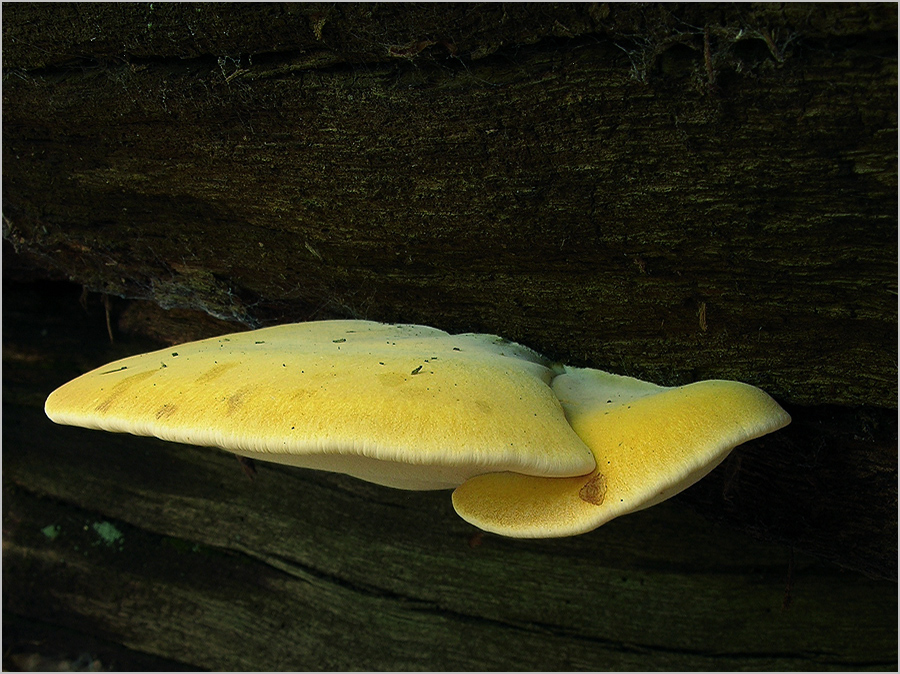 Eichenzungenporling (Buglossoporus quercinus)