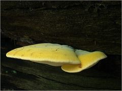 Eichenzungenporling (Buglossoporus quercinus)