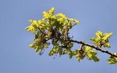 Eichenzweig in Blüte