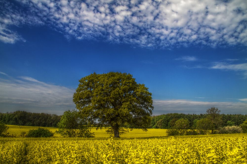 Eiche/Rapsfeld/Schäfchenwolken