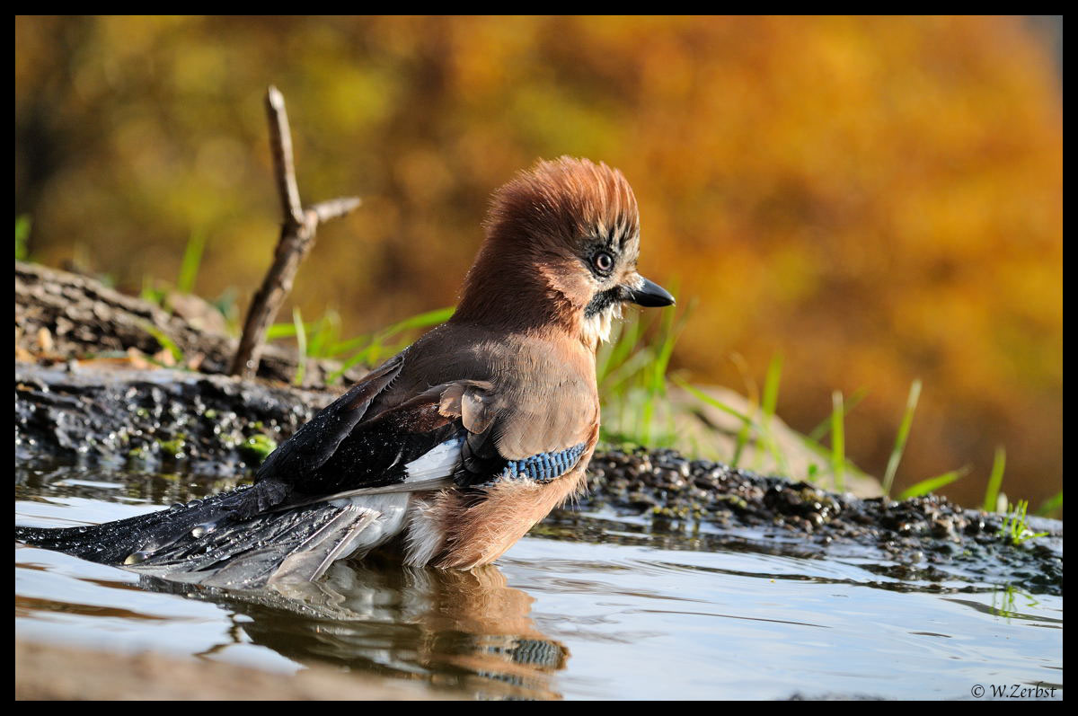 - Eicherhäher beim Baden - ( Garrulus glandarius )