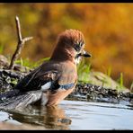 - Eicherhäher beim Baden - ( Garrulus glandarius )