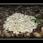 Eichhase (Polyporus umbellatus)