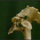 Eichhase/ Polyporus umbellatus....Detailaufnahme