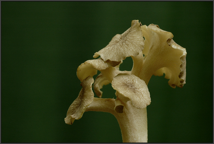 Eichhase/ Polyporus umbellatus....Detailaufnahme