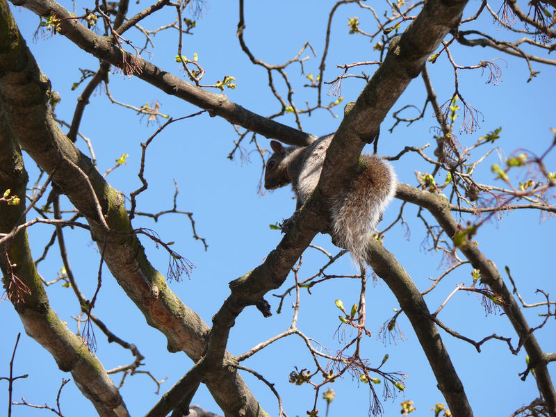 Eichhöenchen im Garten