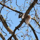 Eichhöenchen im Garten